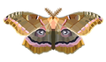 Moth(lady) Sticker